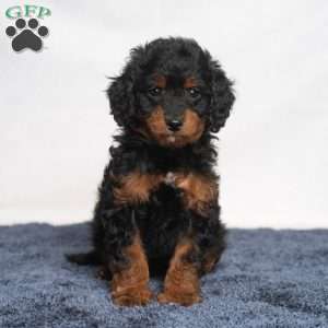Misty, Cavapoo Puppy